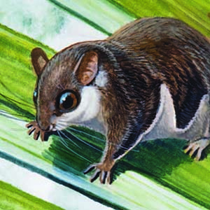 Lesser Pygmy Flying Squirrel / Petaurillus emiliae