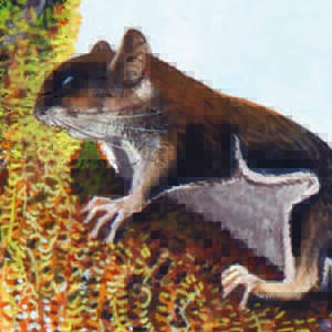 Hose’s Pygmy Flying Squirrel / Petaurillus hosei