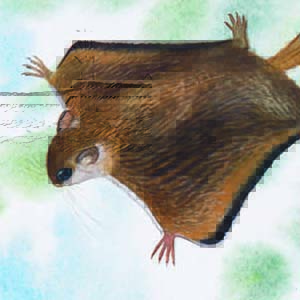 Selangor Pygmy Flying Squirrel / Petaurillus kinlochii