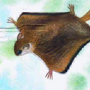 Selangor Pygmy Flying Squirrel / Petaurillus kinlochii