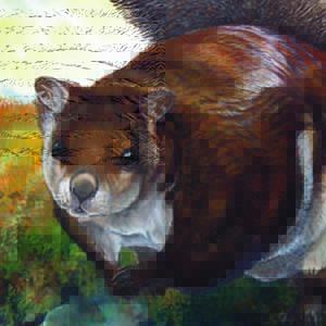 White-bellied Giant Flying Squirrel / Petaurista albiventer