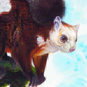 Red and White Giant Flying Squirrel / Petaurista alborufus