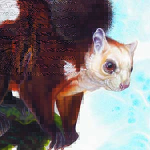 Red and White Giant Flying Squirrel / Petaurista alborufus
