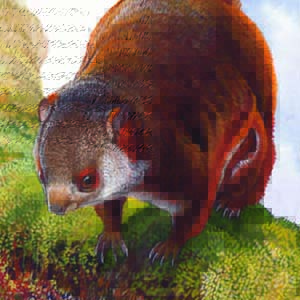 Gray-headed Giant Flying Squirrel / Petaurista caniceps