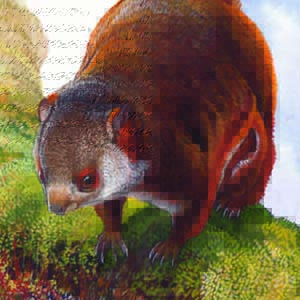 Gray-headed Giant Flying Squirrel / Petaurista caniceps
