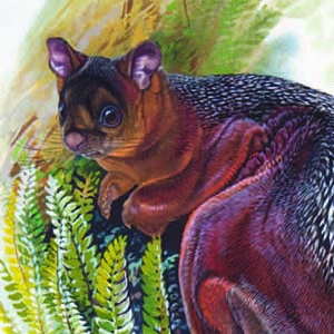 Spotted Giant Flying Squirrel / Petaurista elegans