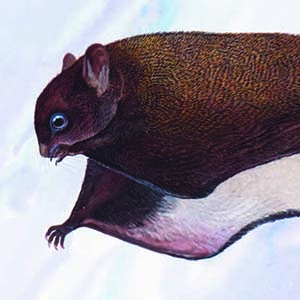 Hainan Giant Flying Squirrel / Petaurista hainana