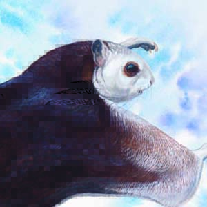 Taiwan Giant Flying Squirrel / Petaurista lena