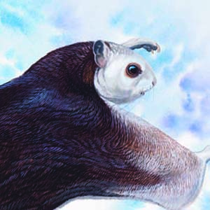 Taiwan Giant Flying Squirrel / Petaurista lena