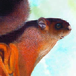 Hodgson’s Giant Flying Squirrel / Petaurista magnificus