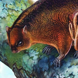 Bhutan Giant Flying Squirrel / Petaurista nobilis