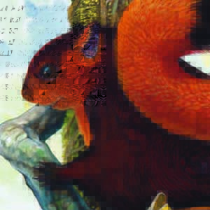 Red Giant Flying Squirrel / Petaurista petaurista
