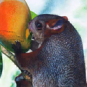 Indian Giant Flying Squirrel / Petaurista philippensis