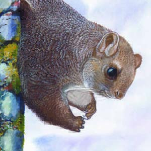Chinese Giant Flying Squirrel / Petaurista xanthotis