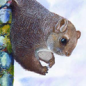 Chinese Giant Flying Squirrel / Petaurista xanthotis