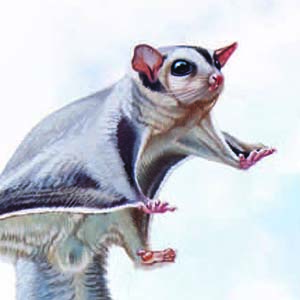 Sugar Glider / Petaurus breviceps