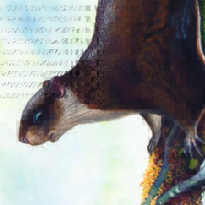 Hagen’s Flying Squirrel / Petinomys hageni