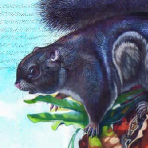 Siberut Flying Squirrel / Petinomys lugens
