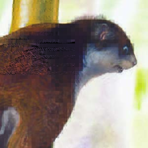 Mindanao Flying Squirrel / Petinomys mindanensis