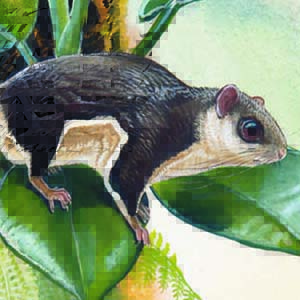 Temminck’s Flying Squirrel / Petinomys setosus