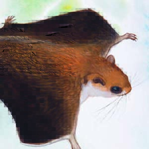 Vordermann’s Flying Squirrel / Petinomys vordermanni
