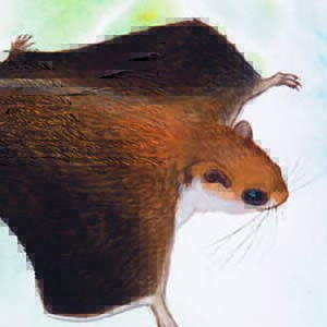Vordermann’s Flying Squirrel / Petinomys vordermanni