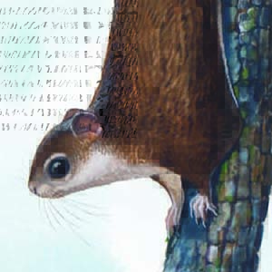 Japanese Flying Squirrel / Pteromys momonga