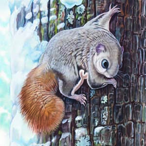 Siberian Flying Squirrel / Pteromys volans