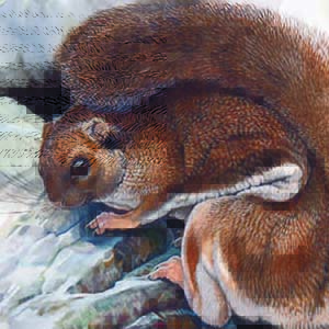 Complex-toothed Flying Squirrel / Trogopterus xanthipes