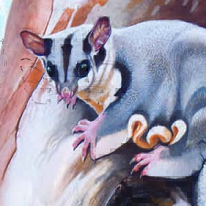 Mahogany Glider / Petaurus gracilis