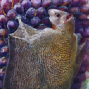Beecroft’s Scaly-tailed Flying Squirrel / Anomalurops beecrofti