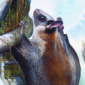 Lord Derby’s Scaly-tailed Flying Squirrel / Anomalurus derbianus