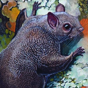 Dwarf Scaly-tailed Flying Squirrel / Anomalurus pusillus