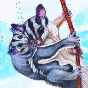 Squirrel Glider / Petaurus norfolcensis