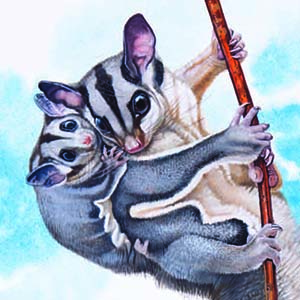 Squirrel Glider / Petaurus norfolcensis