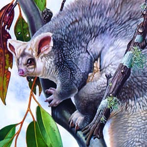 Greater Glider / Petauroides volans