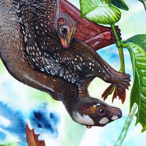 Philippine Colugo / Cynocephalus volans