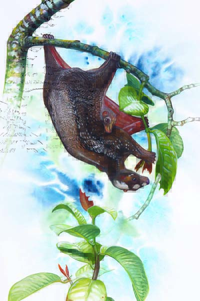 Cynocephalidae
