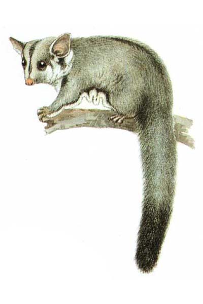 Petauridae