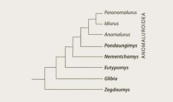 Phylogenetic tree of the scaly-tailed flying squirrels