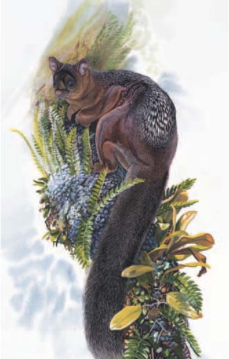 The giant flying squirrels of the genus Petaurista (such as this Spotted Giant Flying Squirrel)