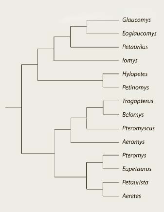 A phylogenetic tree of the living flying squirrels