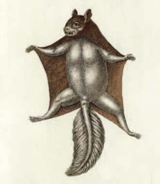 An illustration of the Southern Flying Squirrel