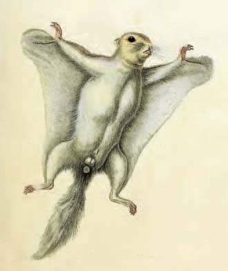 The Southern Flying Squirrel from Die Saugthiere