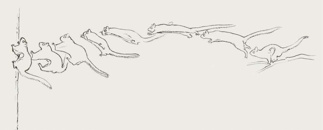 The gliding stages of the Northern Flying Squirrel