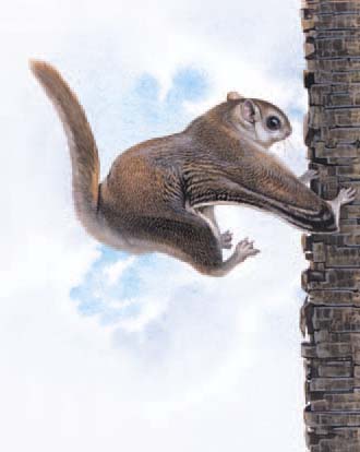 Northern Flying Squirrel