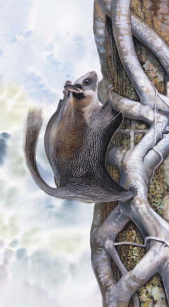 Lord Derby’s Scaly-tailed Flying Squirrel
