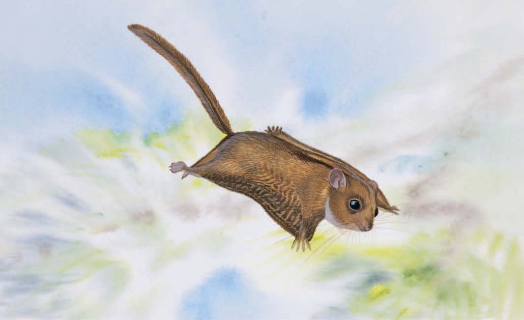 A reconstruction of Glirulus lissiensis, a gliding rodent from Miocene deposits in France