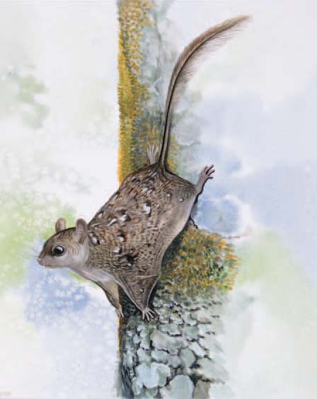 A reconstruction of Eomys quercyi, a gliding eomyid rodent from Oligocene deposits in Germany.
