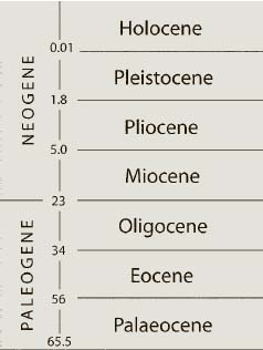 The geological timescale in millions of years (mya) during the ‘Age of Mammals’, which begins after the Cretaceous Period